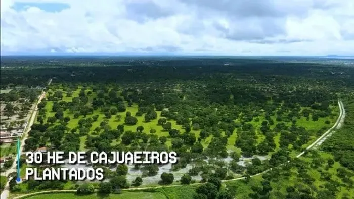 VERAS VENDE FAZENDA 200ha EM CHOROZINHO
