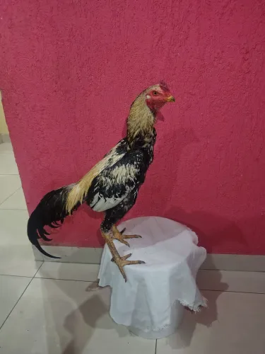 Galo indio costeiro