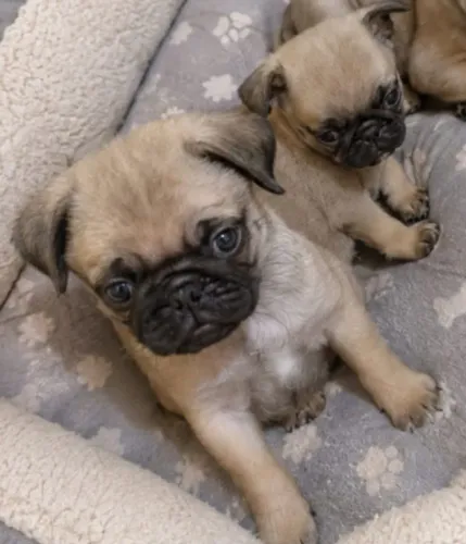Última oportunidade de ter um amigo carinhoso de quatro patas