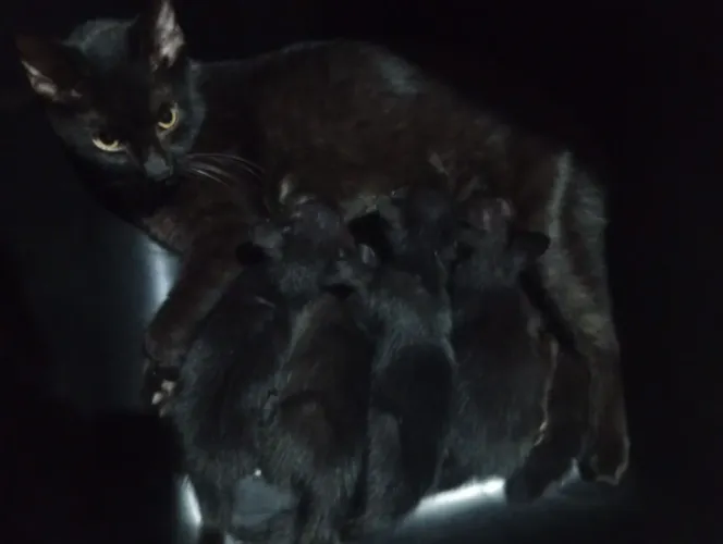 Adoção de gatinhos recém nascidos com 1 mês e meio