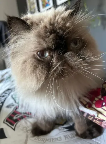 Gato Persa Adulto Macho 