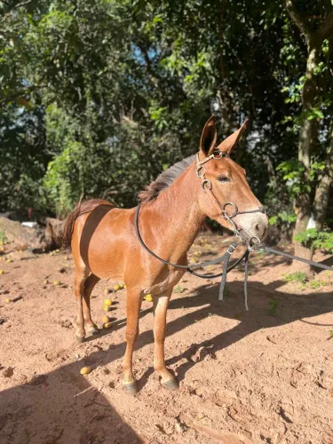Burrinho castrado