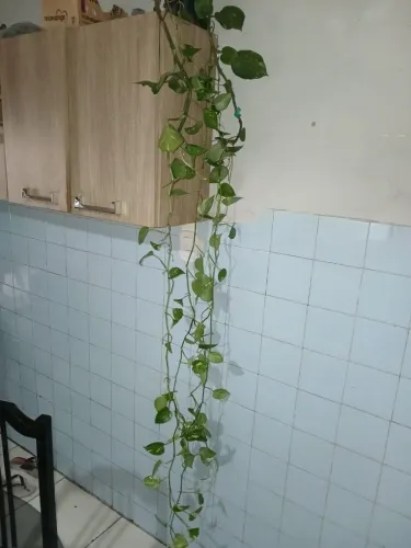 PLANTA