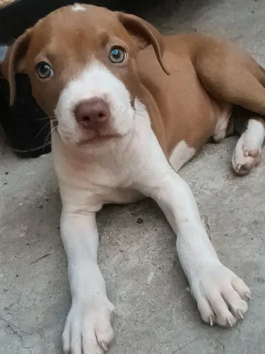 Filhotes de Pitbull disponível 350 reais estão com um mês é pouco