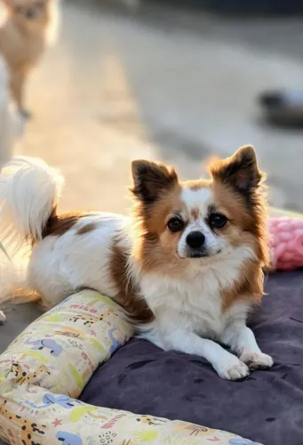 Macho Chihuahua para acasalamento 