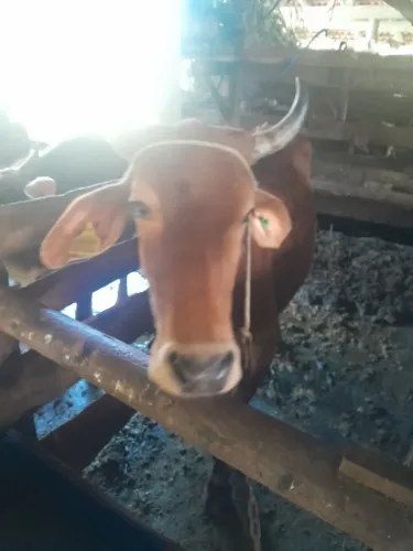 Vende-se vaca gersy com Gil leitero e duas bezerra uma gersy e outra gersy com nelore