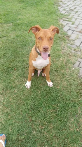 Estou doando esse pitibul