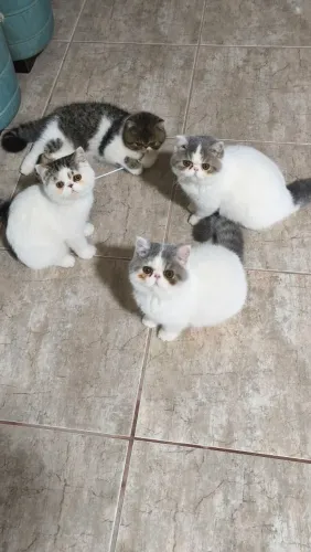 Gatos raça Exotic Shorthair