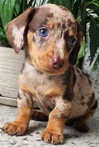 Dachshund Disponível, Brincalhão e Amoroso!!!