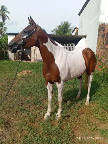 Égua Paint Horse 