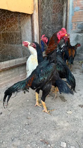 Galo índio bico curto, crista ferrão?
