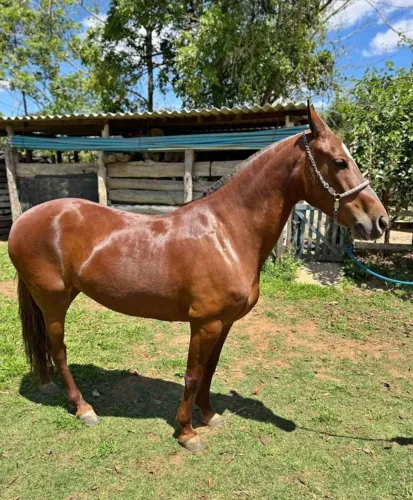 Égua Extra, cela e rédea!<br><br>Extra de sela e rédea 