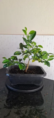 Bonsai Laranjinha Kinkan 6 anos de idade