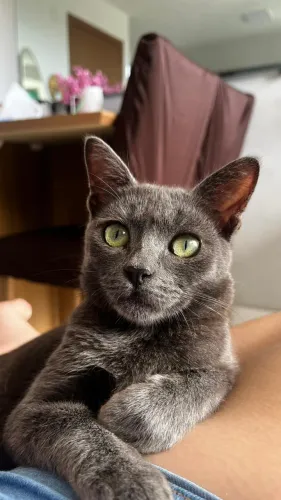 Doação gato