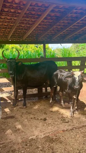 Duas vacas leiteiras e um garrote