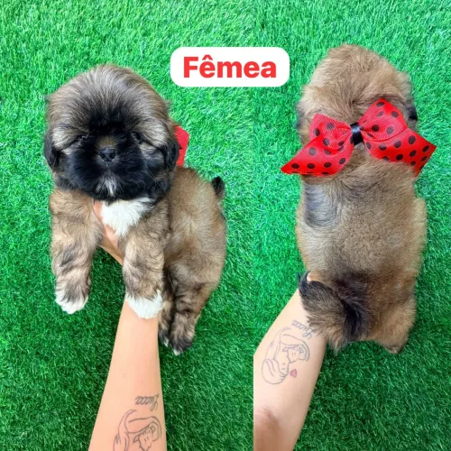 Menina de shitzu fêmea