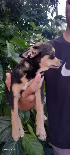 Promoção chihuahua macho pelo curto com pedigree cbkc