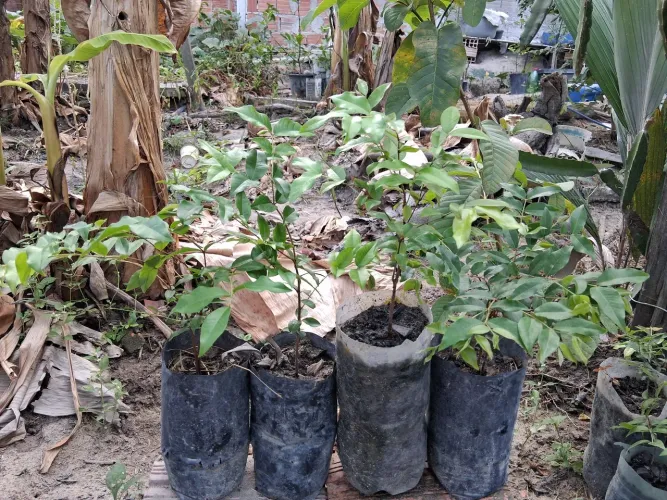 mudas de jaboticaba hibrida