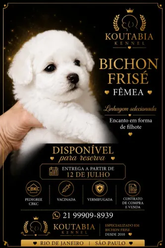 BICHON FRISÉ