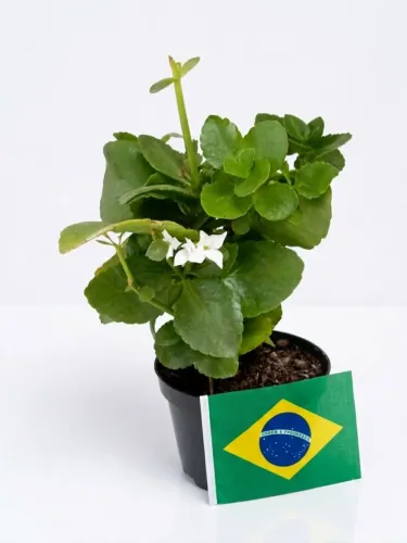 Planta kalanchoe + bandeirinha Brasil