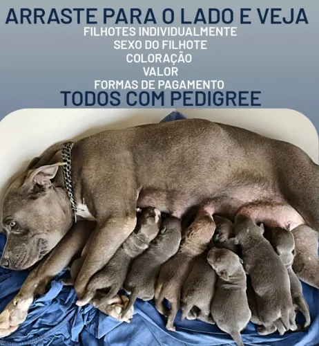 Filhotes de pitmonster com PEDIGREE para reserva