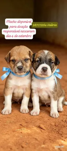 Cachorros fofinhos pra adoção responsável