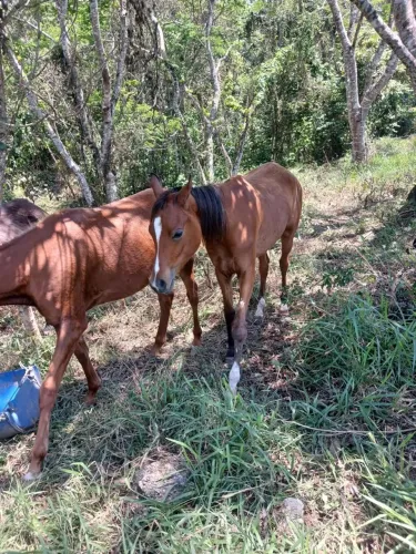Potros,Mula e carroça 