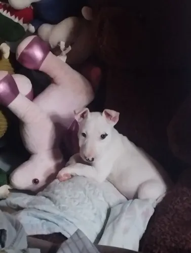 Filhote Bull Terrier Pirata Branca Down Face Sangue Importado Com Pedigree