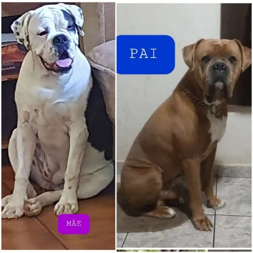 Bulldog Campeiro 