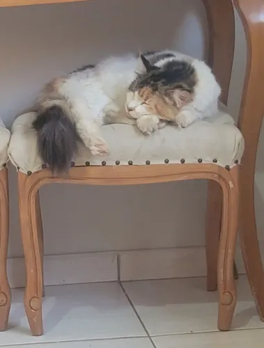 Gata Mainecoon