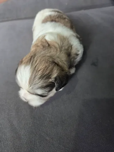 Vendo filhotes de shih tzu 3 femeas e 1 macho