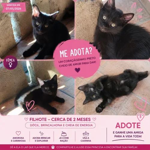Doa-se gata adulta e gata filhote