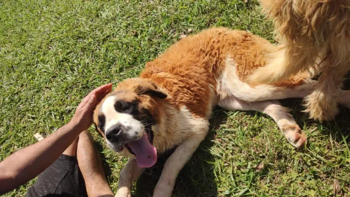 São Bernardo lindíssimo macho ruivo