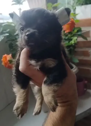 Lindos machinhos chiuahua pelo longo 