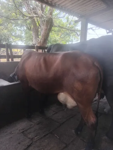 Vacas paridas