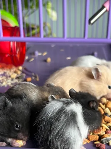 Filhotes de hamster sírio