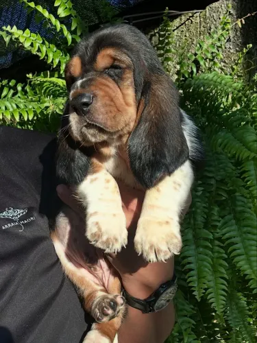 Basset hound