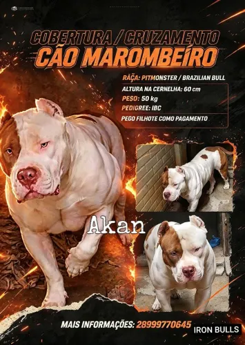 Cobertura disponível de Pitmonster