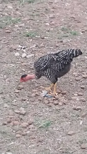 Galos