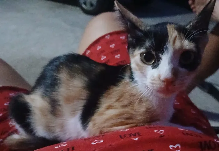 Doando Uma Gatinha Tricolor 