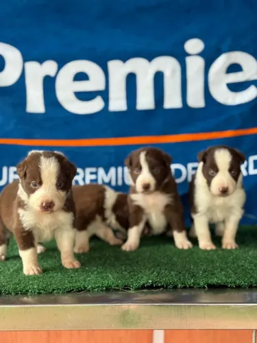 Border Collie | Saudáveis, Vacinados e cheio de amor