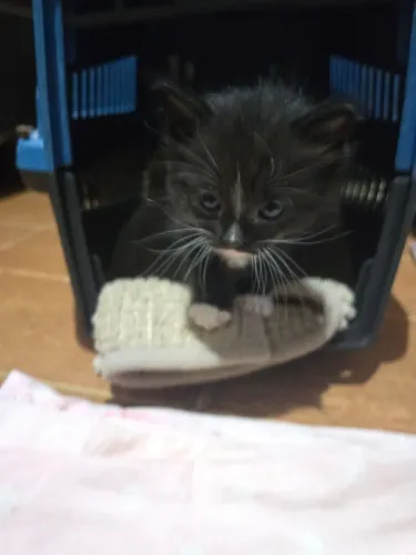 Adoção gato filhote 