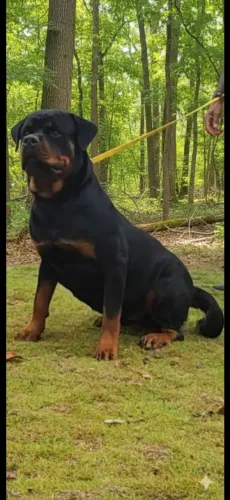 Cadela Rottweiler jovem 18 meses, Super Pedigree 