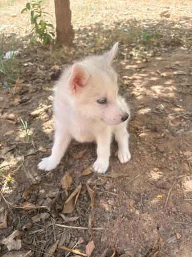 Husky Siberiano Branco