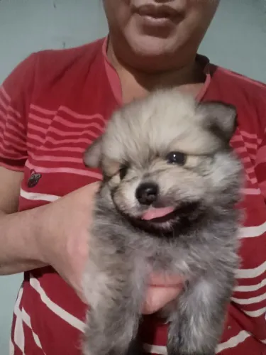 Vendo spits alemão (mais conhecido como lulu da Pomerânia)