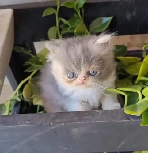 Perfeição de filhotes de persa  fêmea e macho 