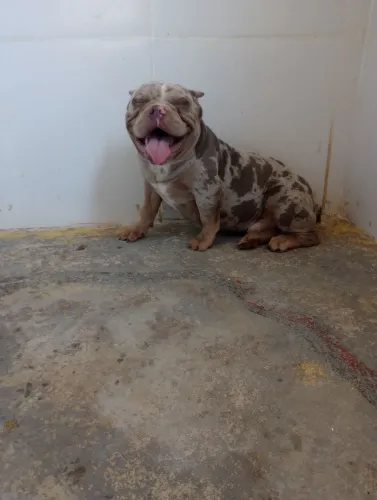 American bully pra cruza