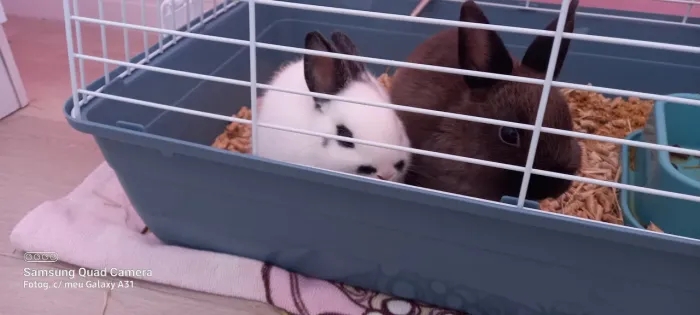 Coelhos 