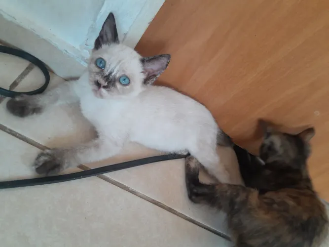 Doação de gatinhos