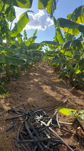 Mudas de banana da terra
